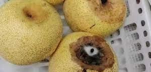 大师在流浪小丑在天堂 居然给孩子吃发霉蔬果？还不止一家幼儿园被曝！学费都还不便宜…