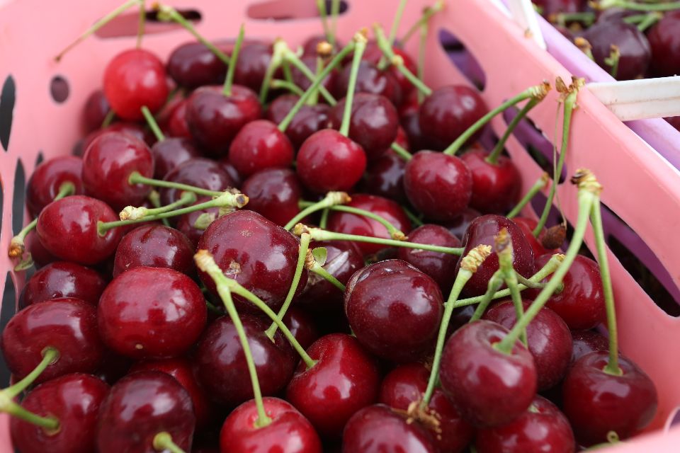 陕西蜗牛 铜川大樱桃成熟上市，快来体验采摘乐趣