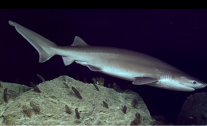 老虎 为何人类要一日三餐，老虎一餐管饱十天半月，人类胃部退化了吗？