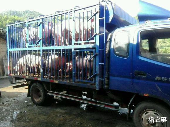 生猪价格 会养猪是徒弟，会卖猪才是师傅，学会“6个小窍门”帮你卖好猪