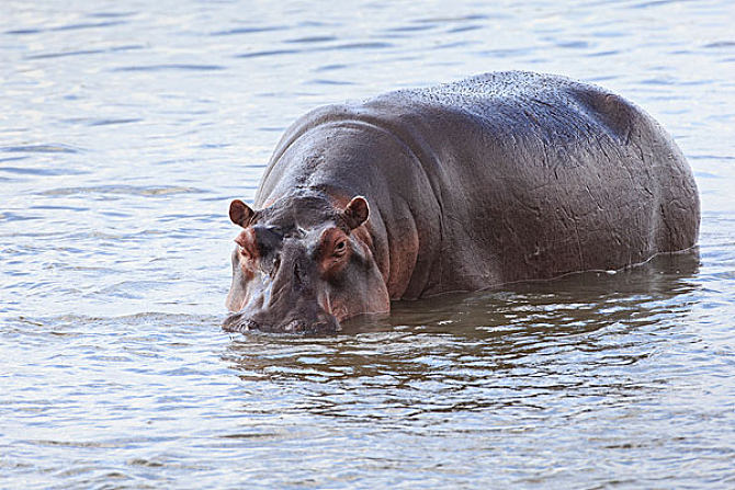  陆地单挑最强生物