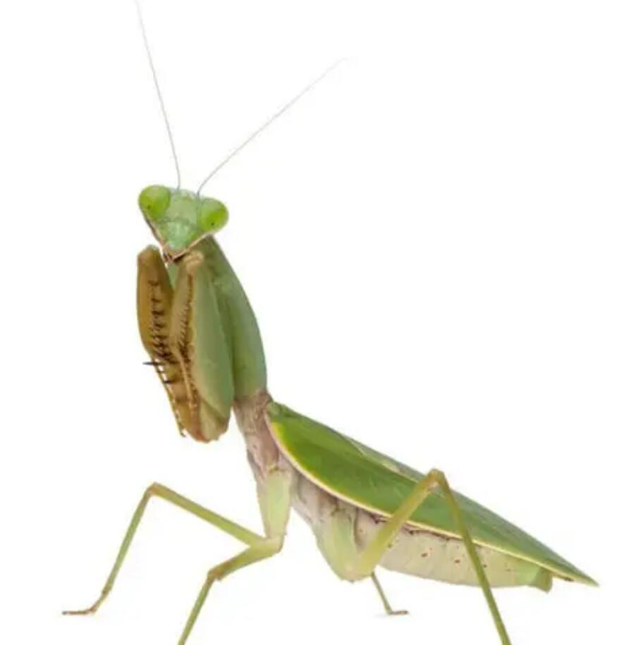 为了后代吃掉对象？这样的爱情敢要吗？真实情况是这样？打扰了