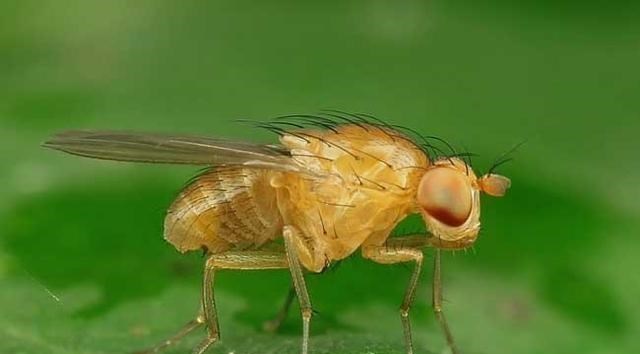 家有二宝育儿|322支！武汉海关查获果蝇卵，部分将羽化为成虫 揭秘果蝇潜在威胁