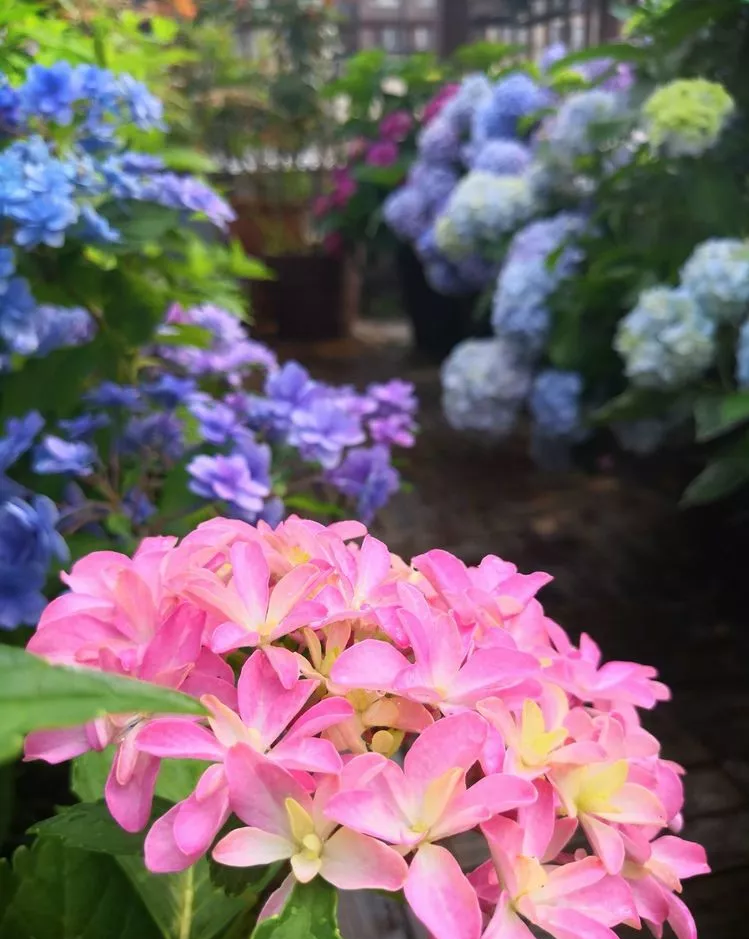 3年前，买了一栋顶楼带70㎡露台的房子，自己打造美美的休闲花园