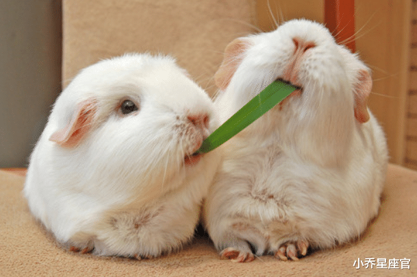 小乔星座官 10月底，再苦也能翻身的三大生肖，事业丰收，出人头地，家中财帛不缺