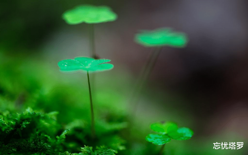 忘忧塔罗 忘忧塔罗：白羊座11月上半月运势，问题来自现实层面，有一定差距