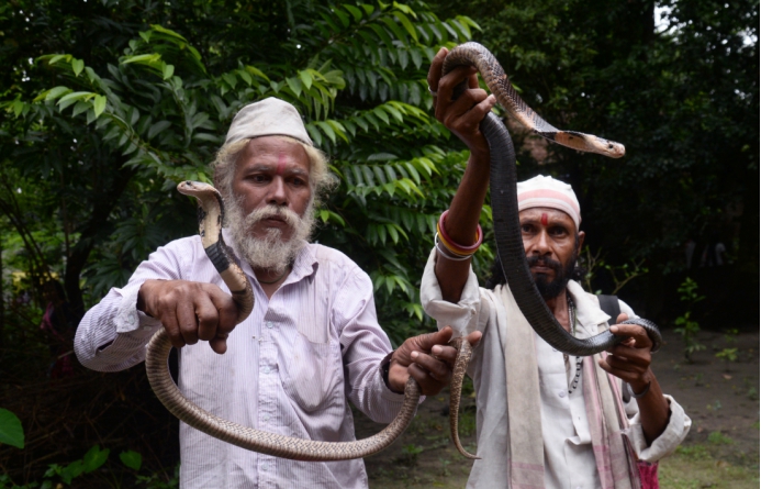 毒蛇 菲律宾“毒蛇专家”表演吻蛇,结果毒发身亡,毒蛇真的能被驯养?