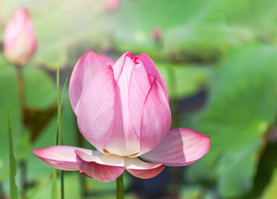 星临天下 10月下旬，4属相吉星近身，桃花朵朵，喜事不断，生活越来越精彩