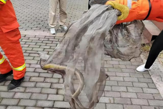 ?杭州大叔电动车坐垫下惊现一米多长大蛇！野生蛇还在活跃期