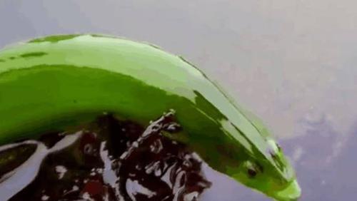 |男子去湖里钓鱼, 钓到一条绿鲤鱼? 求大神科普