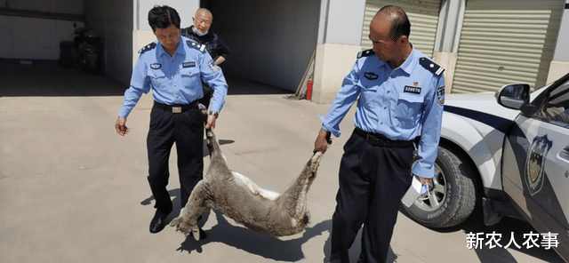 新农人农事 岩羊失蹄，国家级保护动物命悬一线，民警立马将其送到救护站
