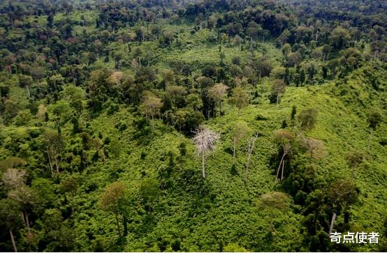 化石 一个不好的消息：非洲80万公顷山林消失后，排放了4.5亿吨二氧化碳