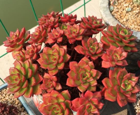 植萌|原本翠绿的蒂亚,做好6点之后,不但爆盆,颜色也鲜红了