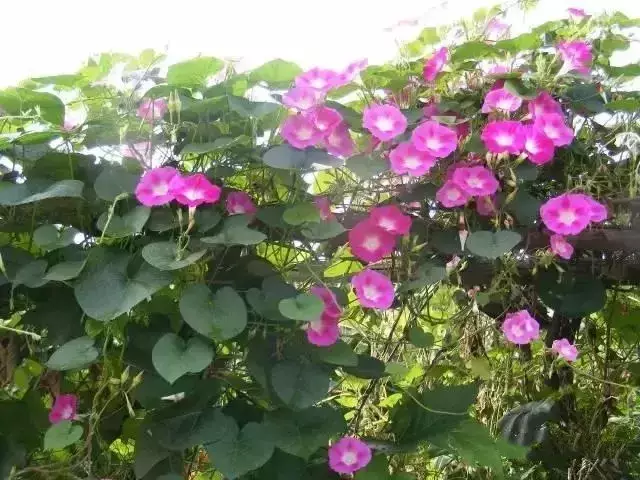 |乡村小院，装满生活的理想!