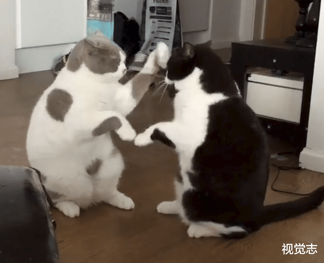 视觉志 一个网红时代的惨案