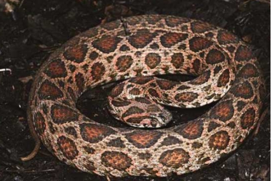 毒蛇 比银环蛇还致命的毒蛇，被称为“亚洲杀人王”，它究竟有多恐怖？