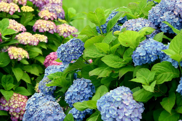 老张聊生肖|九月中旬，4生肖财运横飞，贵人相助，丰衣足食，走上人生巅峰