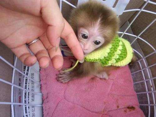 舜网 夫妻养的猴子,生下只奇怪小猴子,看清小猴子样貌后,纷纷吓了一跳