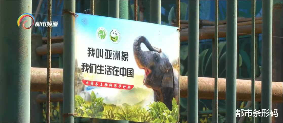 都市条形码 期待！  圆通山大象馆春节亮“盛装”