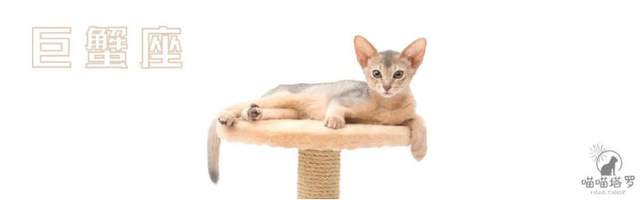 喵喵的塔罗|十二星座运势：8月23日~8月24日