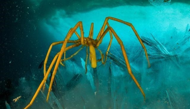 降压药 进化五亿年不变,海蜘蛛实力装“怂”:只要我不好吃,就没人吃我