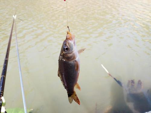 饵料|蚯蚓红虫钓鱼，无钩调漂实际操作详解