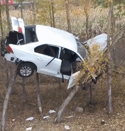 动物庄园|“教练说他的学员,都是一次过,看到现场我信了!”