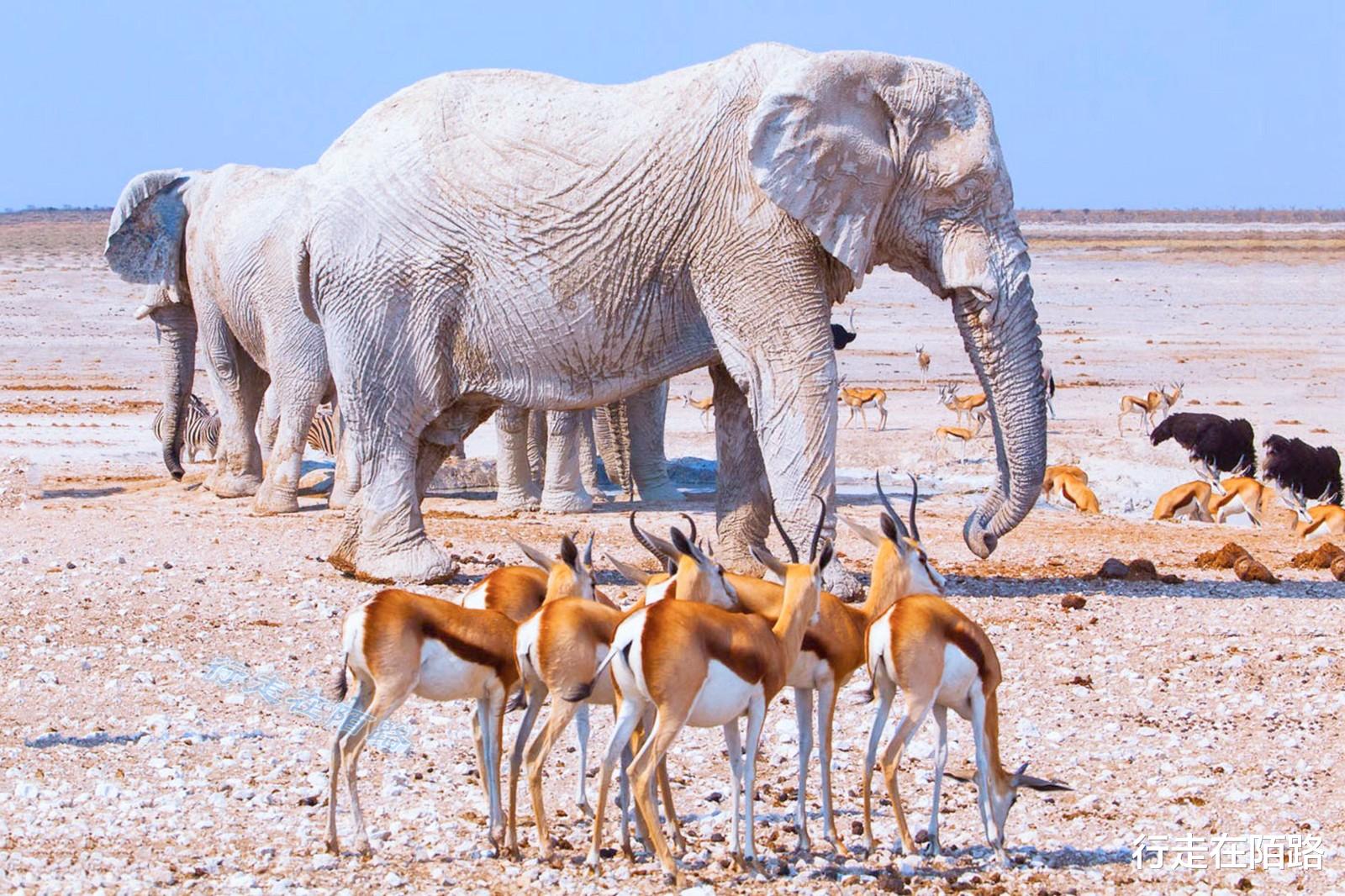 火箭队 “平底锅计划”：中国人远赴非洲治沙，中国游客被特殊照顾