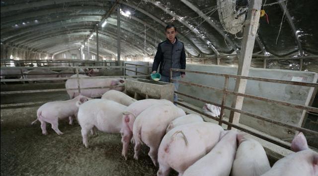 現在的豬肉價格持續下跌，是怎麼瞭，還會上漲嗎？-圖5