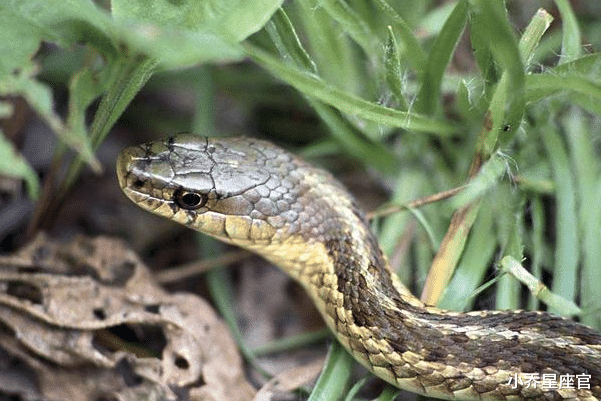 小乔星座官|大金蛇，8月不再被束缚，逆流而上，摆脱困境，事业扭转乾坤