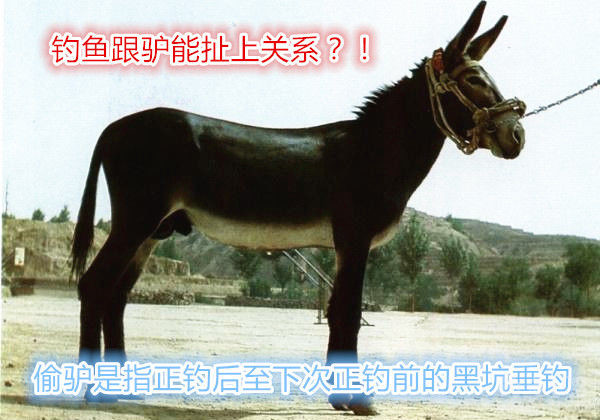 |为什么钓鱼不叫钓鱼叫偷驴，原来黑坑术语也很有意思