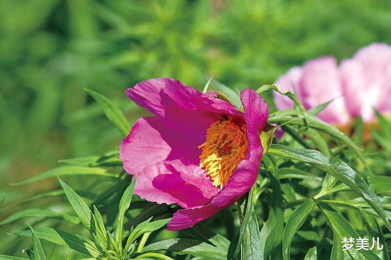 梦美儿|不要因为出轨,把自己活成孩子的罪人