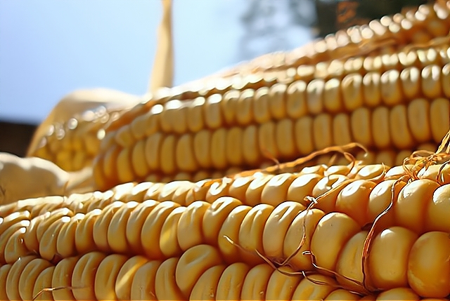 中儲糧拍賣15.5萬噸美國、烏克蘭進口玉米，市場要崩盤？結果遇冷-圖4