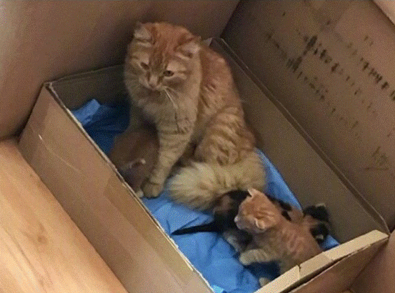 医生 流浪猫“碰瓷”白衣天使！猫：你懂我意思吗？医生：懂的