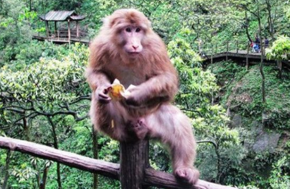 峨眉山猴王被枪毙是怎么回事?臭名昭著并非空穴来风,游客都怕了