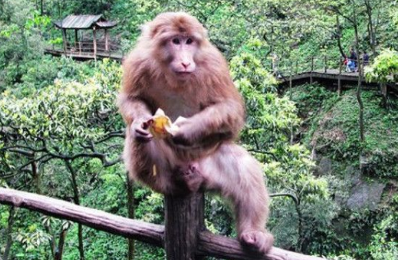 峨眉山猴王被枪毙是怎么回事？臭名昭著并非空穴来风，游客都怕了