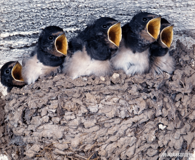 微风执杯聊自然|燕子不吃落地食，不远万里飞到南半球过冬，却被做成了烤肉串