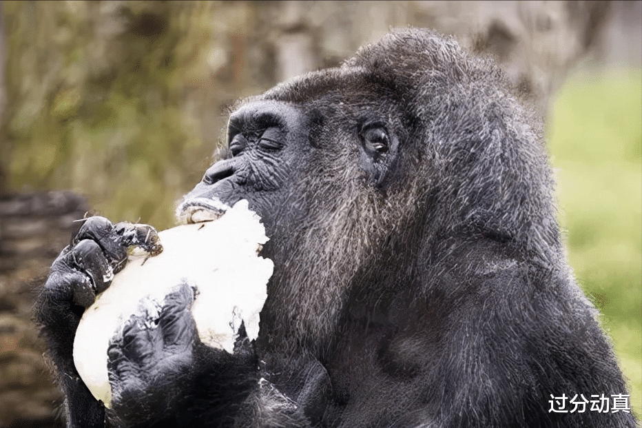 Nature|全球最胖的10个动物，美国出现500公斤的狮虎兽，打破吉尼斯纪录
