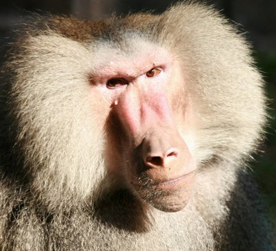  人类进化史中的败笔：传说中的山猿，为什么不会直立行走？