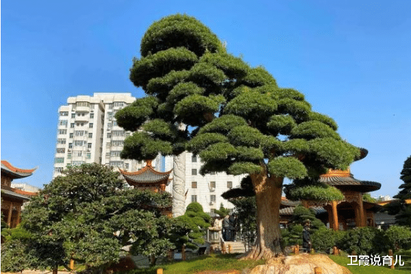 张燕说事 广西境内出现一宫殿，8000多人20年才修建完成，神秘老板未曾露面