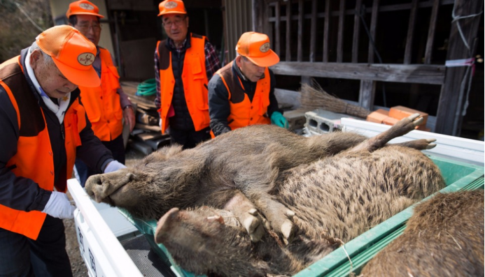 少明科学|日本出现十万头变异野猪,科学家提出大胆设想:核辐射将危及全球