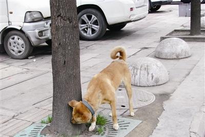 芷兰小时光|不可忽视宠物狗带来的家庭伤害,禁养宠物狗是我唯一的选择