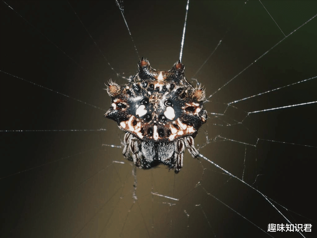 月球 趣味冷知识分享（四十）一起来涨知识吧！