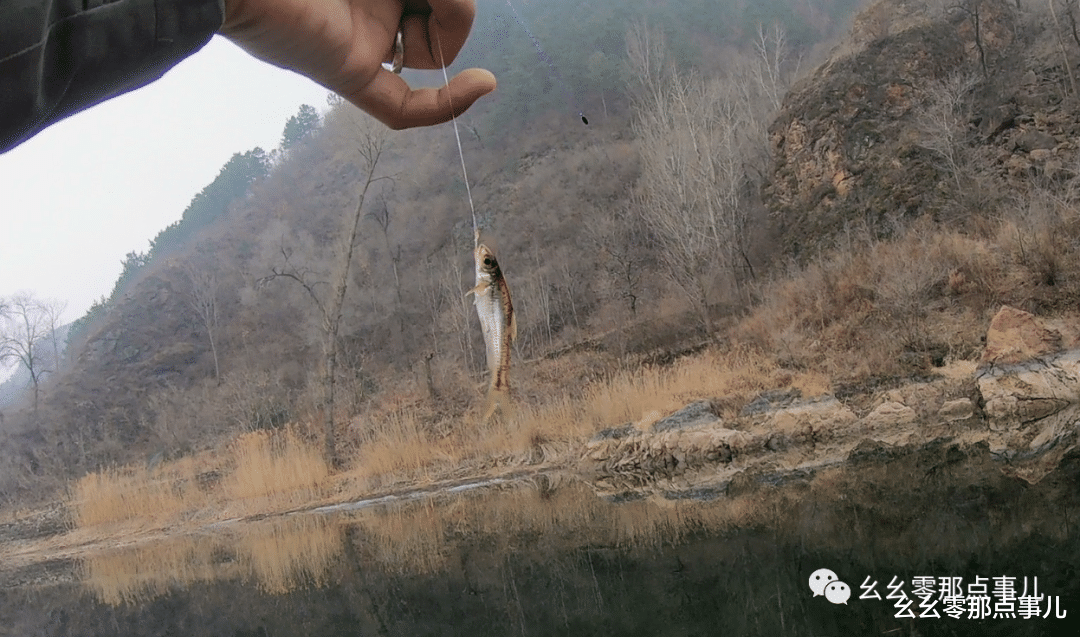 怀柔|银鮈您钓过吗?河里不起眼的小杂鱼,其实学问大着呢
