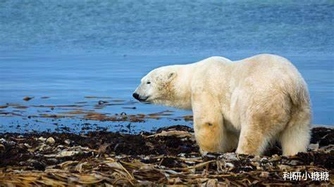 诺贝尔物理学奖 大冷门！诺贝尔物理学奖公布，气候变化成为全球关注点！