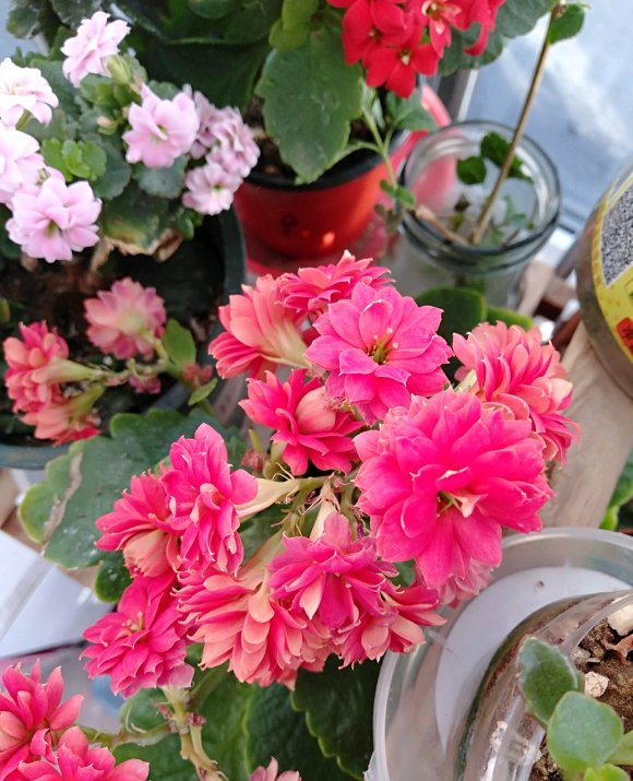 向阳园艺 长寿花不开花，抓紧追肥，多用肥，多晒太阳，肯定会爆开