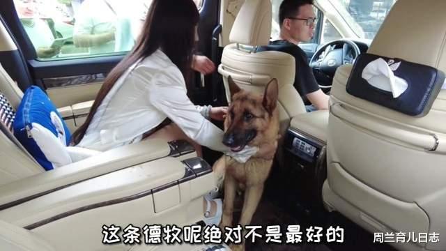 周兰育儿日志|警犬拍卖现场全是有钱人！花33万买德牧土豪：给国家做贡献！