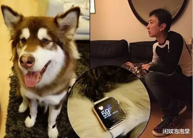 赵子易|“狗保姆”熬走多任女友,人仗狗势的赵子易,和王思聪是啥关系?