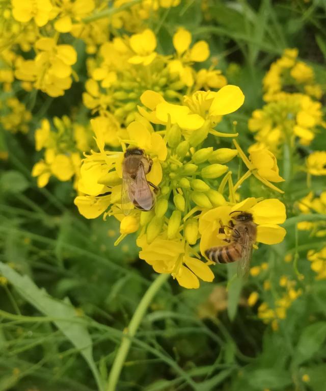 魏洪玉说育儿|弱群能囚老王介新王吗？