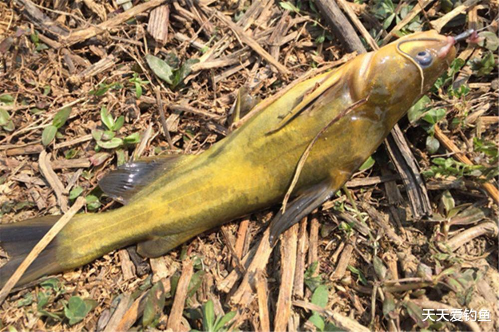|春季野钓黄鸭叫，还是传统钓法最好用，简单有效，收获有保障！